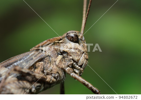 Side profile of a black locust 94802672
