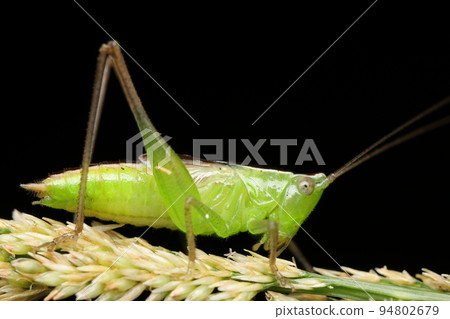 Larva of Hoshisakiri 94802679