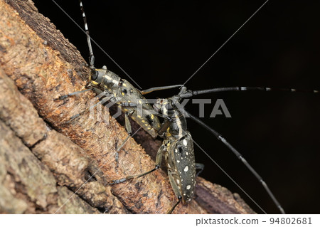 Mating of Kiboshi Camikili 94802681