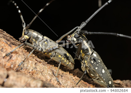 Mating of Kiboshi Camikili Mating of Kiboshi Camikili 94802684