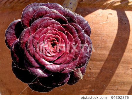 Black tree aeonium - Aeonium arboreum Zwartkop 94802876