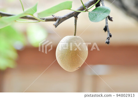 Pyrus pyrifolia, Pyrus communis, Pyrus, Amygdaloideae or Asian pear or Chinese pear or Nashi pear or Korean pear or Japanese pear or Taiwan pear or Sand pear or Ficus pyrifolia Burm or Pyrus serotin Pyrus pyrifolia, Pyrus communis, Pyrus, Amygdaloideae or Asian pear or Chinese pear or Nashi pear or Korean pear or Japanese pear or Taiwan pear or Sand pear or Ficus pyrifolia Burm or Pyrus serotin 94802913