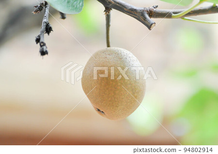 Pyrus pyrifolia, Pyrus communis, Pyrus, Amygdaloideae or Asian pear or Chinese pear or Nashi pear or Korean pear or Japanese pear or Taiwan pear or Sand pear or Ficus pyrifolia Burm or Pyrus serotin 94802914