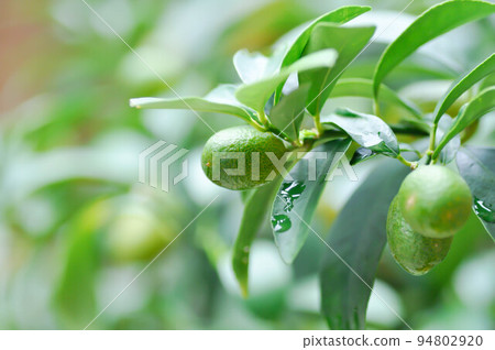 Citrus japonica Thunb or Kumquat , Kumquat plant or Cumquats or Citrus Japonica Thunb or RUTACEAE Citrus japonica Thunb or Kumquat , Kumquat plant or Cumquats or Citrus Japonica Thunb or RUTACEAE 94802920