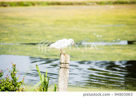 一隻海鷗在倫敦郊區的一個公園裡的木桿上休息 94803063