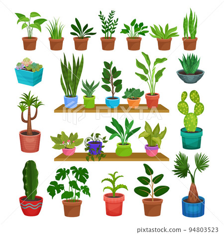 House Plants Growing Indoor in Ceramic Pots on Shelf Big Vector Set House Plants Growing Indoor in Ceramic Pots on Shelf Big Vector Set 94803523