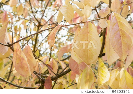 Autumn leaves on a tree in a park. Yellow, red and orange colors. Branch against blurred sky. Fall in nature and weather concept. Close-up, selective focus Autumn leaves on a tree in a park. Yellow, red and orange colors. Branch against blurred sky. Fall in nature and weather concept. Close-up, selective focus 94803541