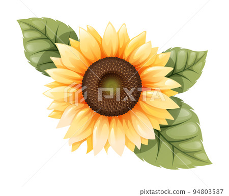 sunflower isolated with green leaves, vector illustration. 94803587