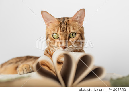 Bengal cat with an open book on a white background. Bengal cat with an open book on a white background. 94803860