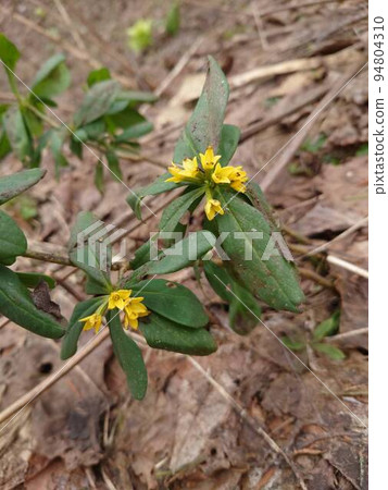 Spring flower Spring flower 94804310