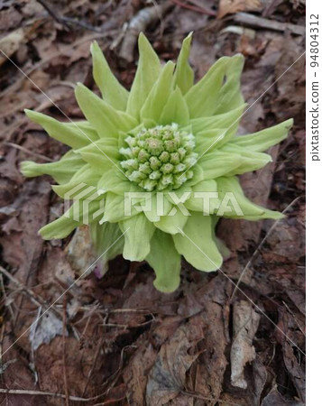 Spring 94804312