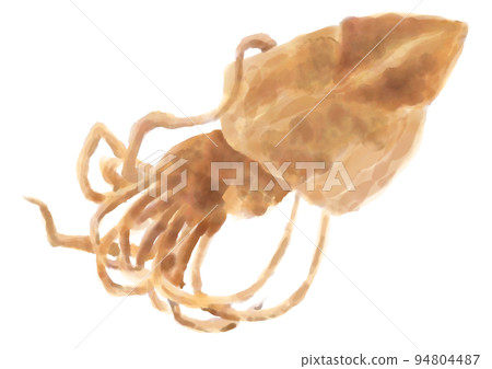 Watercolor dried fish_squid 01_1 Watercolor dried fish_squid 01_1 94804487