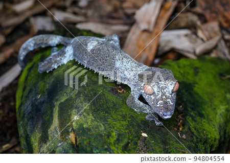 Satanic giant leaf-tailed gecko - Uroplatus fimbriatus - resting on moss covered rock, closeup detail 94804554