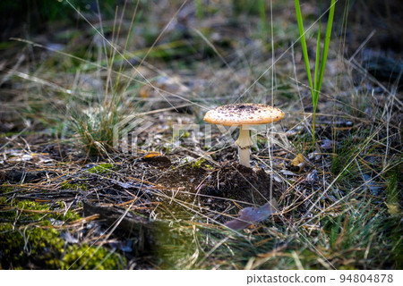 mushroom on moss, Autumnal seasonal natural background. rainy we mushroom on moss, Autumnal seasonal natural background. rainy we 94804878