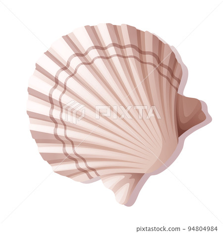 Seashell on a white background. Mollusk vector illustration.Beach,sea illustration. Suitable for decor, stickers, prints. 94804984