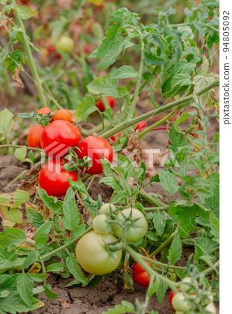 Green vine tomatoes. Green unripe tomatoes on the bushes. Tomatoes on the vine, tomatoes growing on the branches. 94805092
