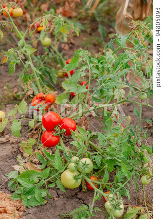 Green vine tomatoes. Green unripe tomatoes on the bushes. Tomatoes on the vine, tomatoes growing on the branches. Green vine tomatoes. Green unripe tomatoes on the bushes. Tomatoes on the vine, tomatoes growing on the branches. 94805093