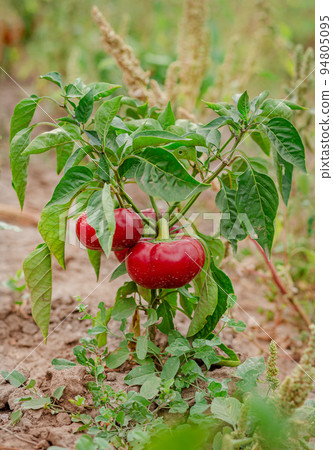 Fresh bell pepper. Bad harvest. Unsatisfactory results of growing organic vegetables. Fresh bell pepper. Bad harvest. Unsatisfactory results of growing organic vegetables. 94805095