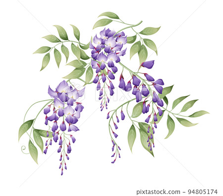 Vector illustration of a branch of wisteria with green leaves. Great for decorating cards, invitations, etc. Vector illustration of a branch of wisteria with green leaves. Great for decorating cards, invitations, etc. 94805174