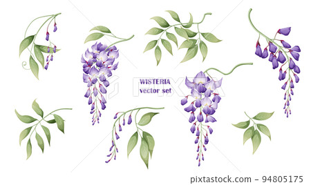 Set of purple wisteria flowers and leaves. Great for decor and spring decoration 94805175