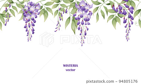 Seamless border of purple wisteria flowers and green leaves on a white background. Background design. design of posters, postcards. Vector illustration 94805176