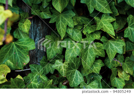 Many ivy leaves cover the wall, close-up natural plant background Many ivy leaves cover the wall, close-up natural plant background 94805249