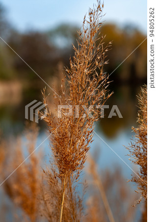 Autumn golden reeds near lake on a blurred background. Close up tall fluffy plant. 94805262