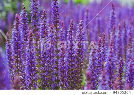 Violet flowers Sage, ears of sage officinalis, close-up. Violet flowers Sage, ears of sage officinalis, close-up. 94805264