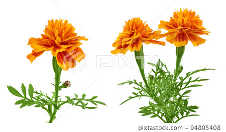 fresh marigold or tagetes erecta flower isolated on white background with full depth of field. 94805408