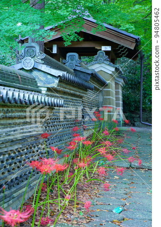 Oshichi寺的群集孤挺花 94805462