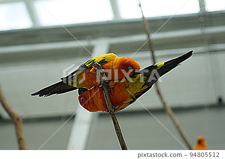 beautiful parrot 94805512