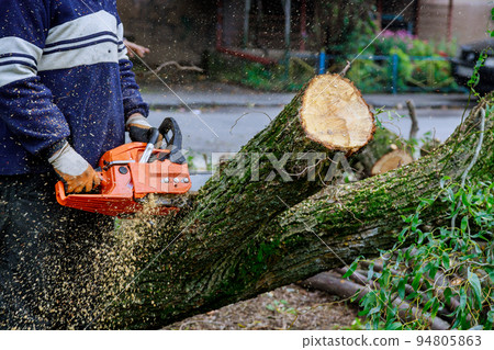 As a result of a hurricane storm, a worker was sawing with a chainsaw and fell trees were falling on the asphalt As a result of a hurricane storm, a worker was sawing with a chainsaw and fell trees were falling on the asphalt 94805863