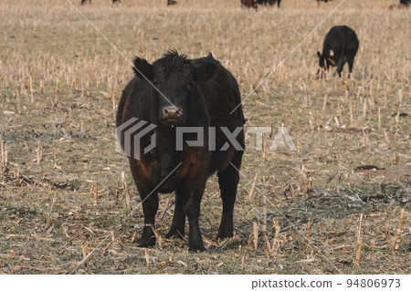 Steers grazing on the Pampas plain, Argentina Steers grazing on the Pampas plain, Argentina 94806973