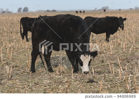 Steers grazing on the Pampas plain, Argentina Steers grazing on the Pampas plain, Argentina 94806989