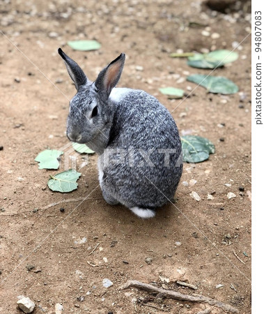 Bunny looking back while curled up 94807083