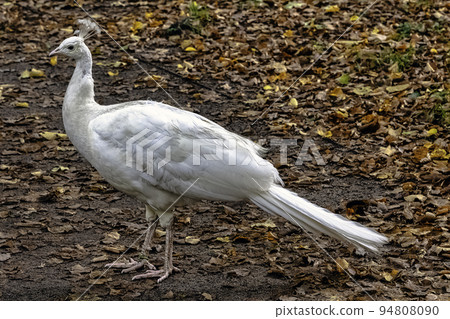 Leucistic Indian peacock in Polish park 94808090
