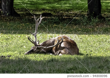 European red deer (Cervus elaphus) European red deer (Cervus elaphus) 94808096