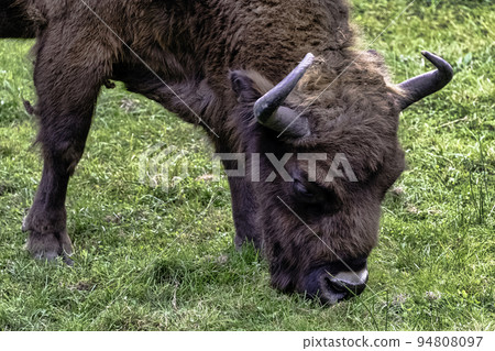 Wood bison known as wisent or European buffalo Wood bison known as wisent or European buffalo 94808097