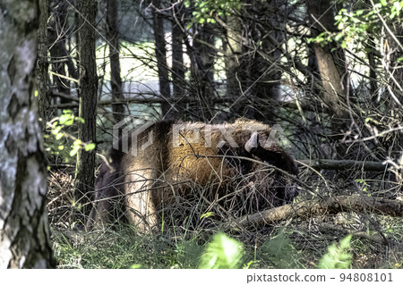 Wood bison known as wisent or European buffalo 94808101
