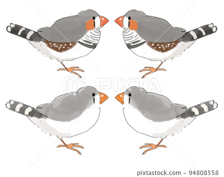 Zebra finch normal pattern 94808558