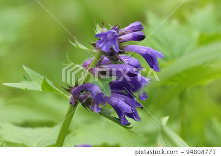 蜀葵野草紫色花 94808771