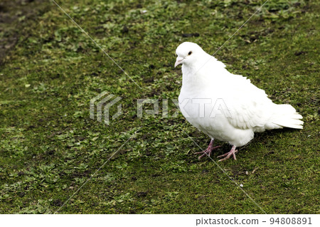 Wild white pigeon  94808891