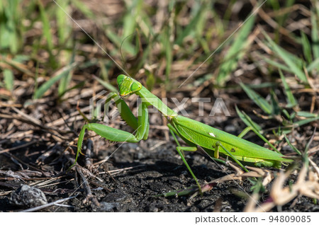 White-tailed Mantis 94809085