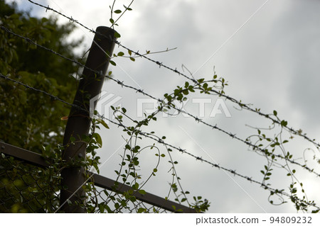 焦慮，鐵絲網，鐵絲網，向上，常春藤，對比，自由，限制，限制 94809232