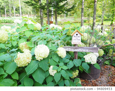 Hokkaido scenery Daisetsu Mori no Garden Annabelle and the birdhouse Hokkaido scenery Daisetsu Mori no Garden Annabelle and the birdhouse 94809453