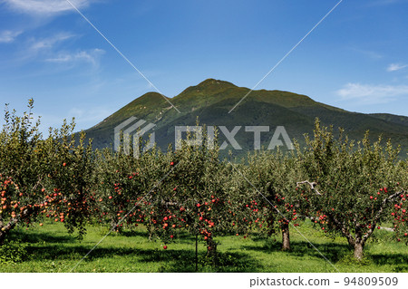 岩木山和蘋果樹(青森縣弘前市) 岩木山和蘋果樹(青森縣弘前市) 94809509