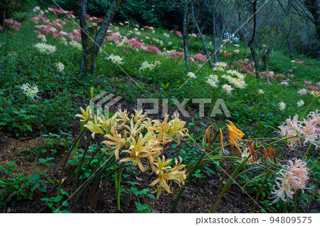 Amaryllis (Miroku Natural Park, Sanuki City, Kagawa Prefecture) 94809575