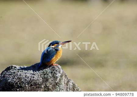 美麗的翠鳥在水邊的岩石上 美麗的翠鳥在水邊的岩石上 94809778