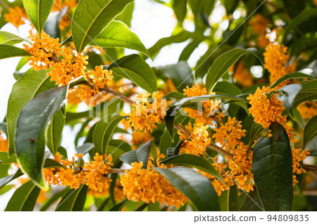 盛開的香橙桂花 94809835