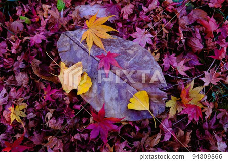 Autumn leaves fallen leaves Autumn leaves fallen leaves 94809866
